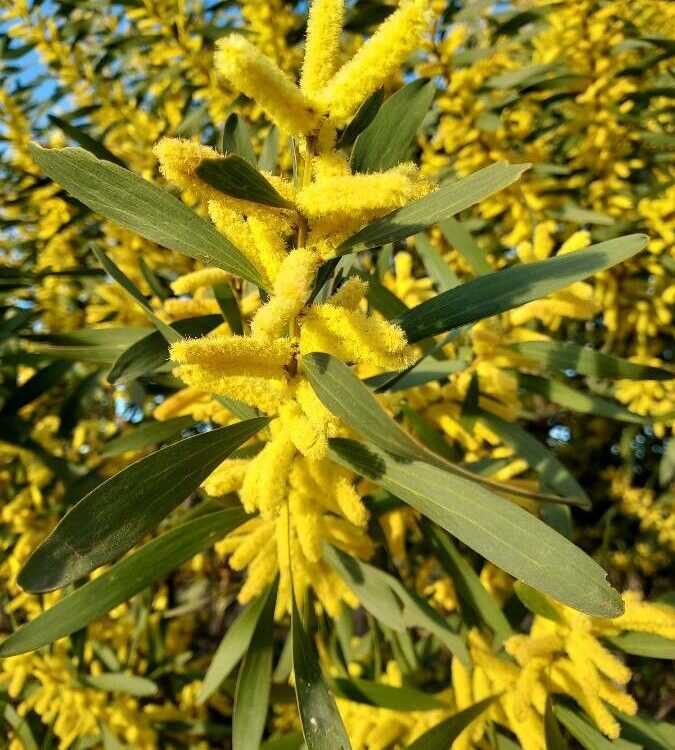 Mimosa à longues feuilles