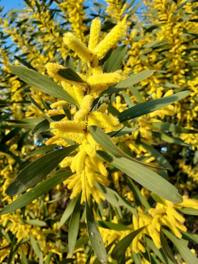 Mimosa à longues feuilles