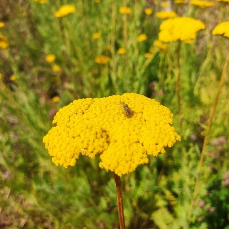Achillée filipendule