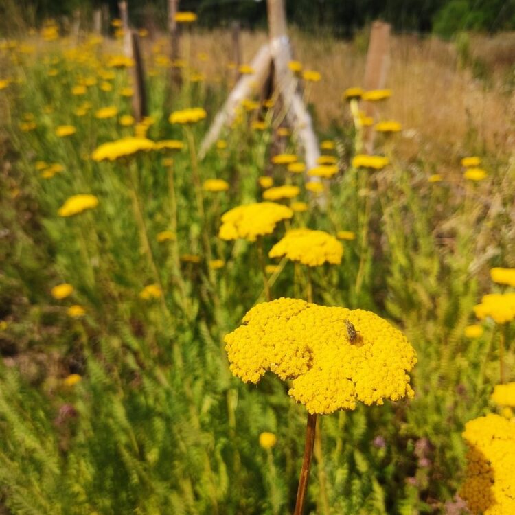 Les belles plantes