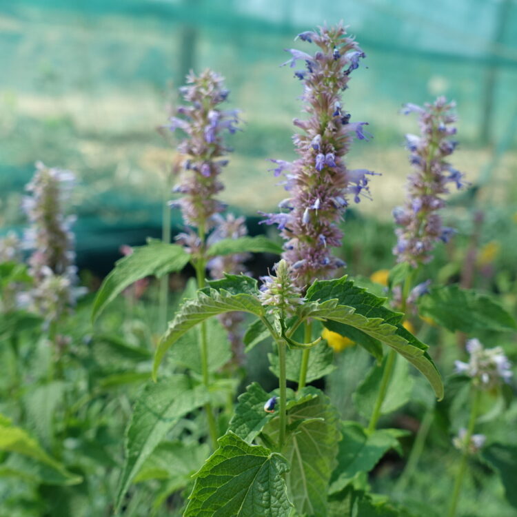 Les herbes, condiments et médicinales