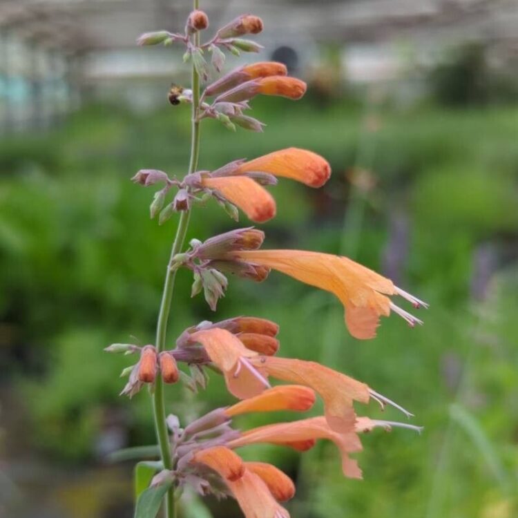 Agastache rupestre / Agastache des rochers