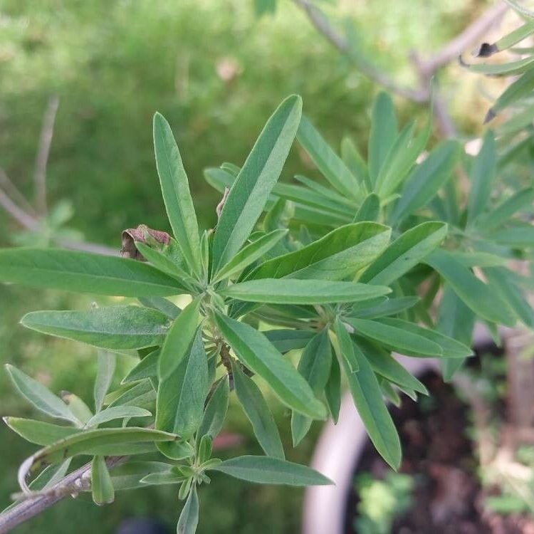 Verveine menthe