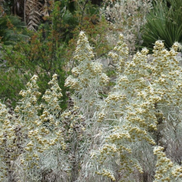 Armoise arborescente