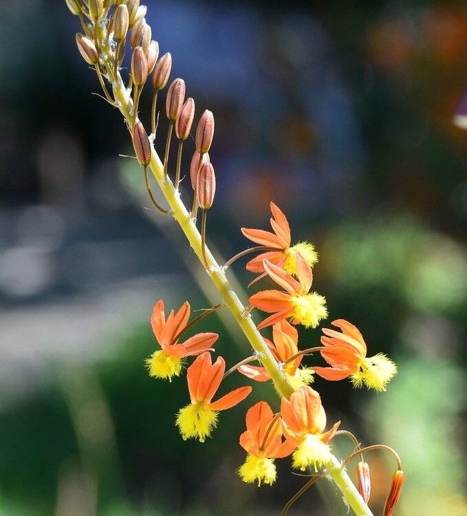 Bulbine