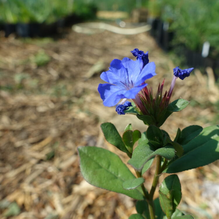 Plumbago rampant