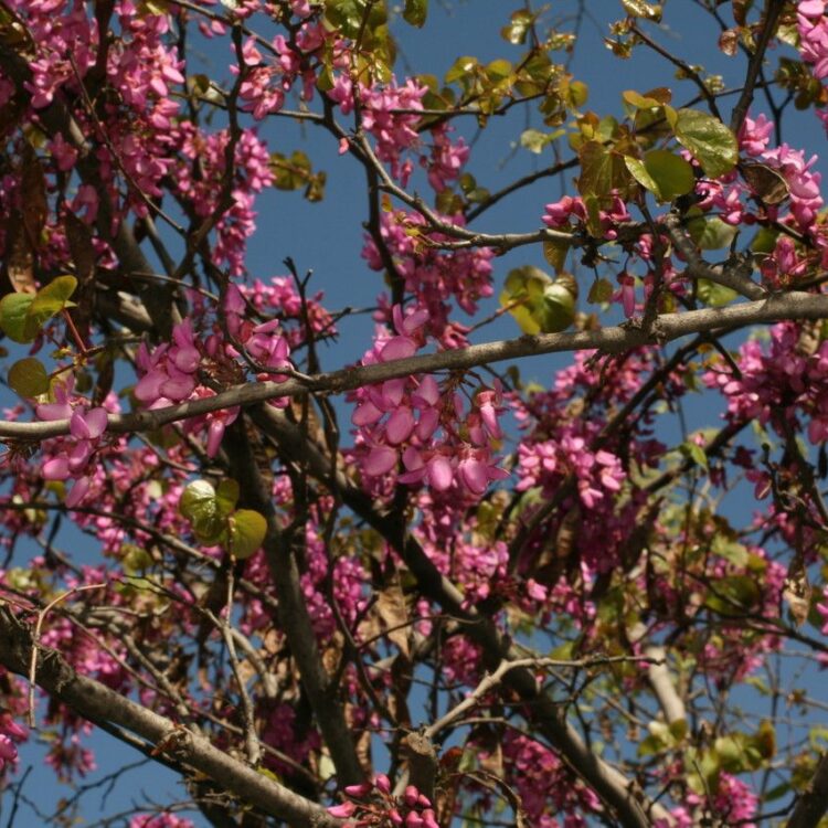 Arbre de judée