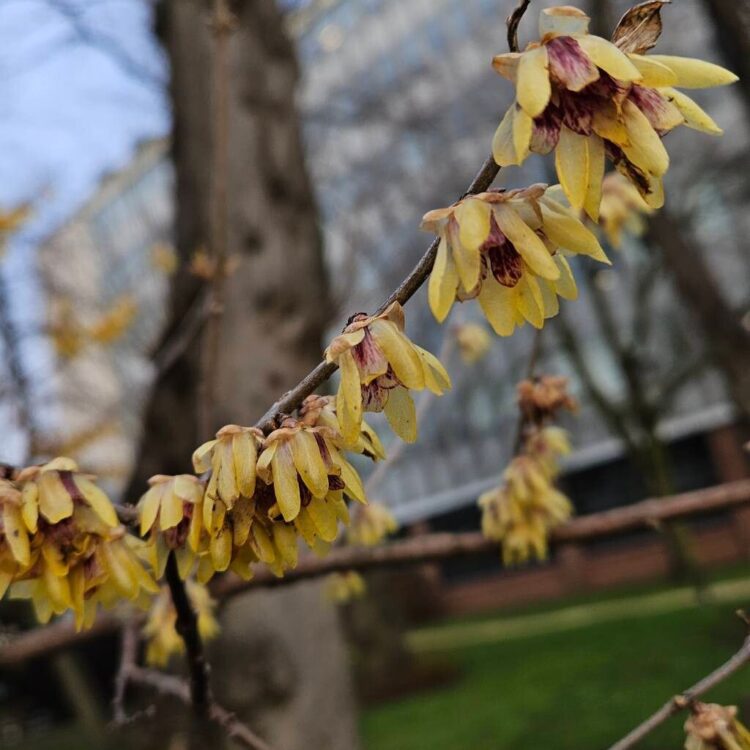 Chimonanthe précoce