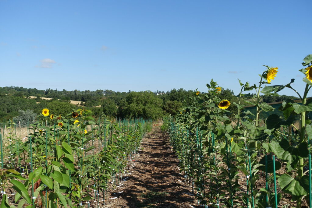 La fructueuse