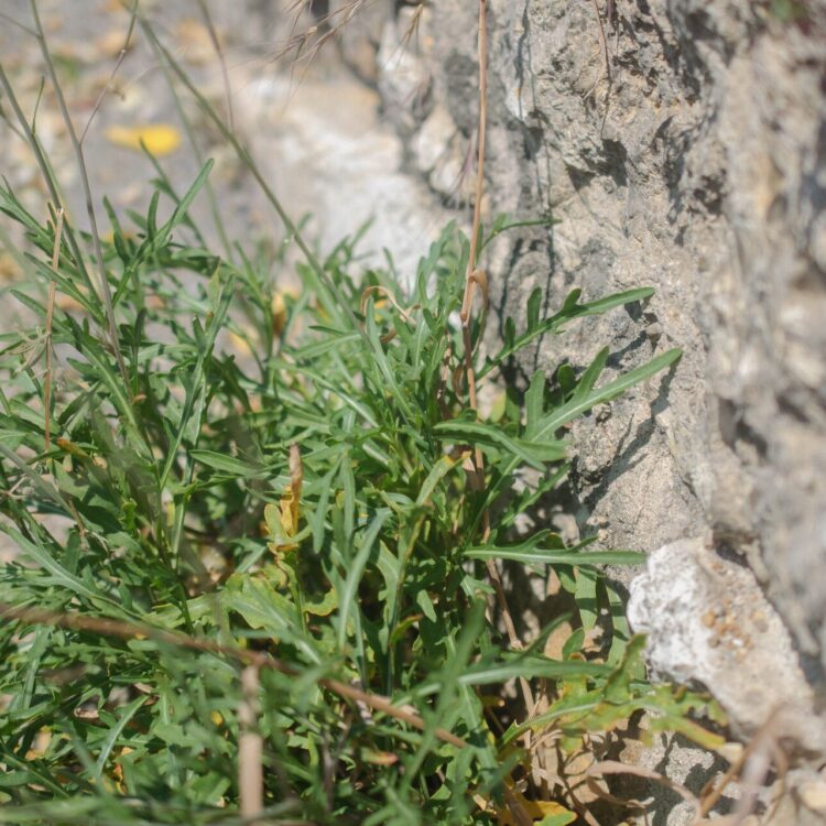 Roquette sauvage
