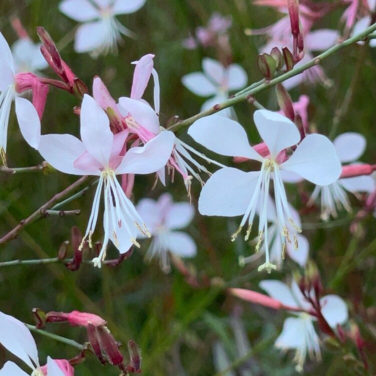 Gaura de lindheimer