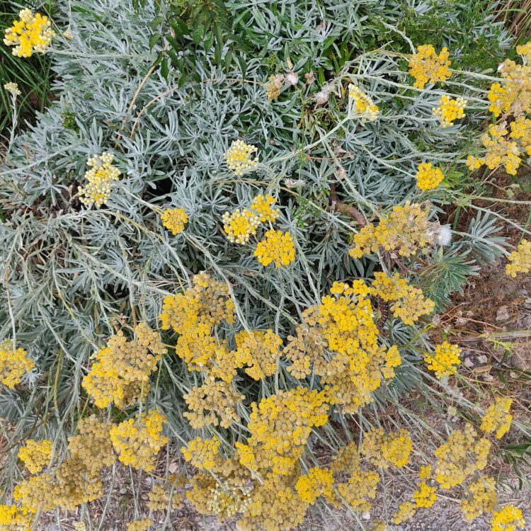 Immortelle orientale