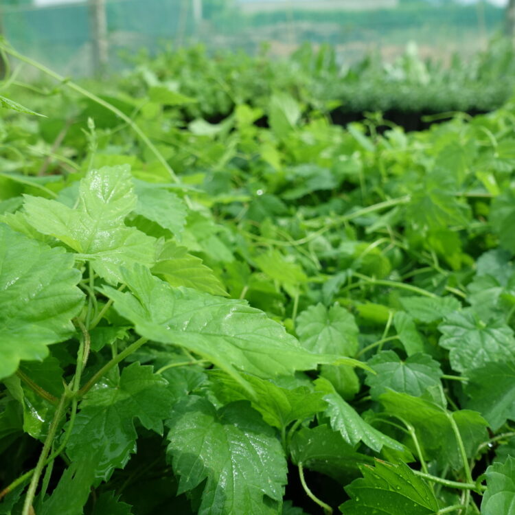 Houblon