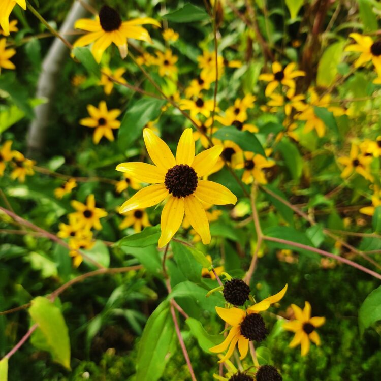 Rudbeckie trilobée