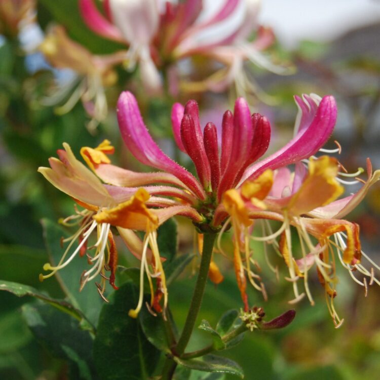Chèvrefeuille grimpant 'Goldflame'