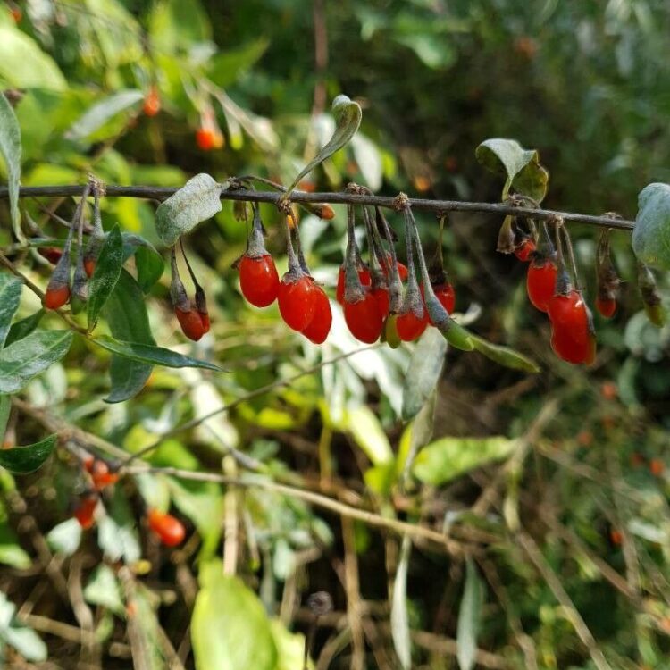 Les fruitiers à baies