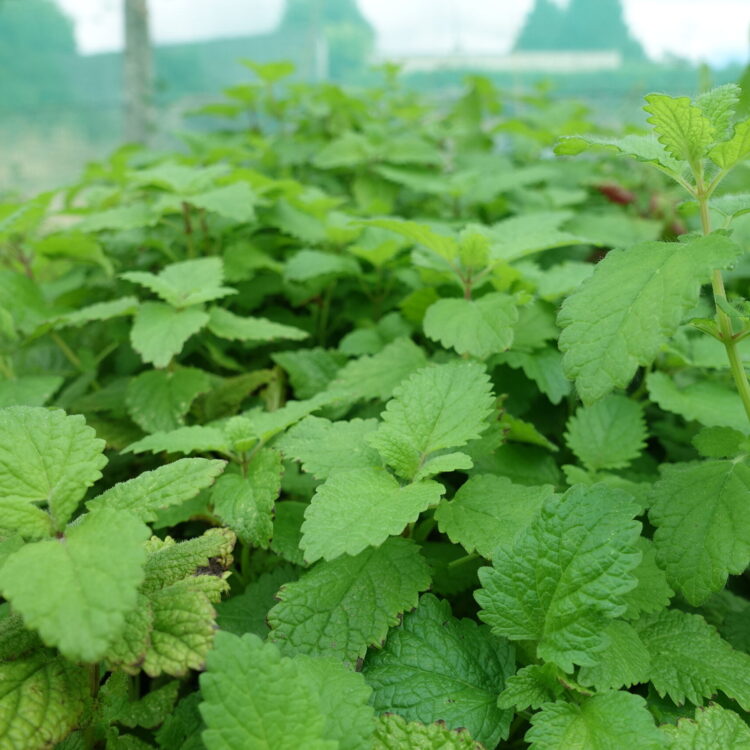 Melisse officinale