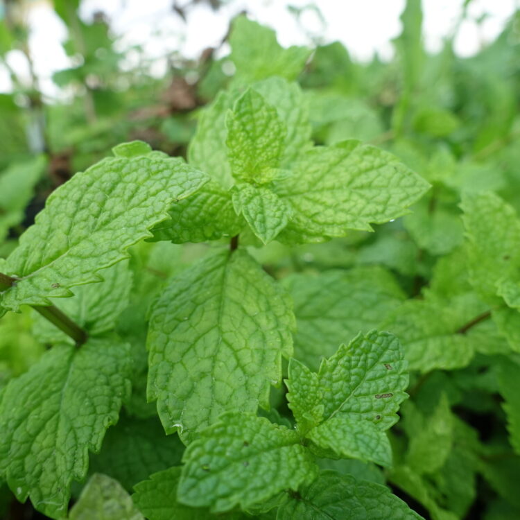 Menthe verte