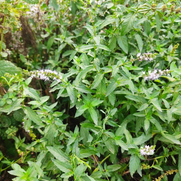 Menthe marocaine
