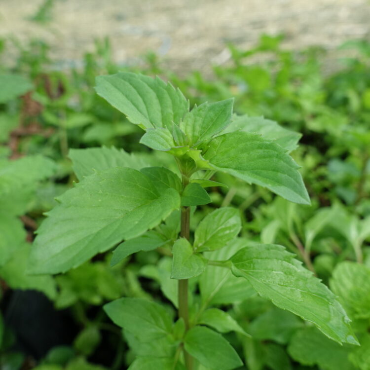 Menthe citron