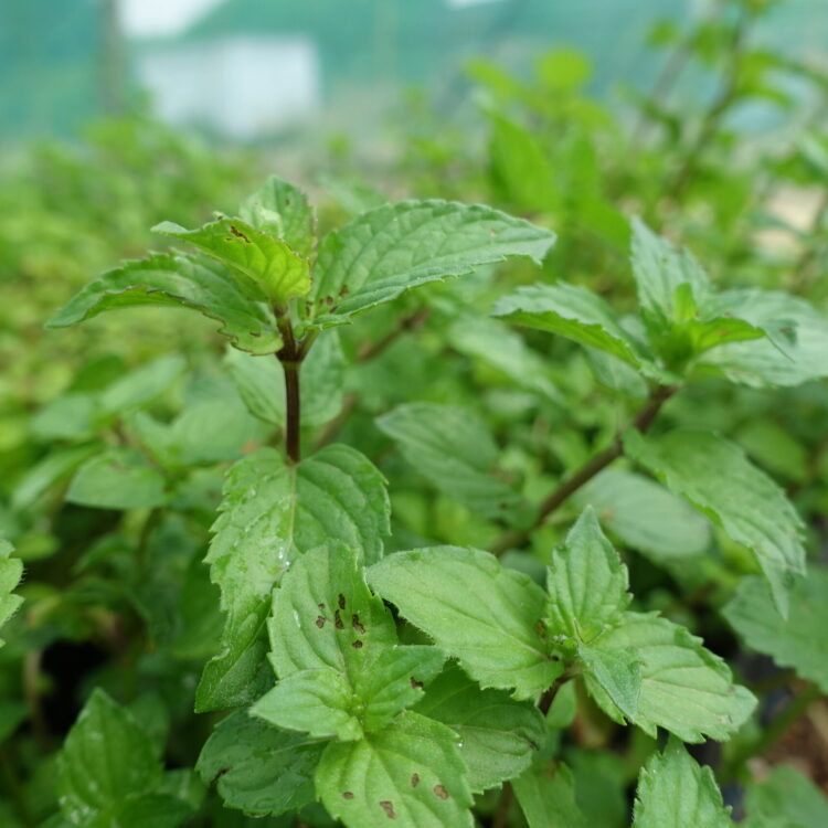 Menthe poivrée