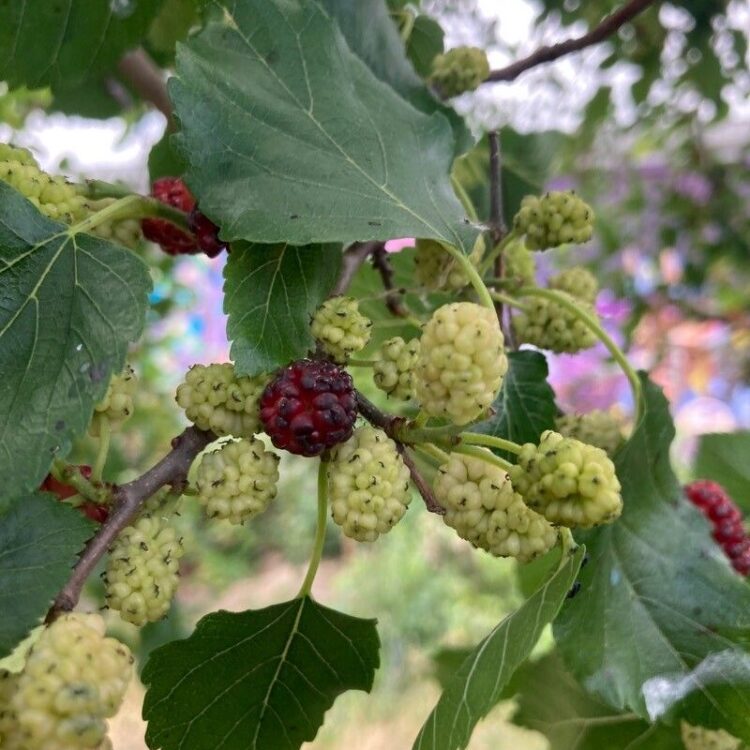 La fructueuse
