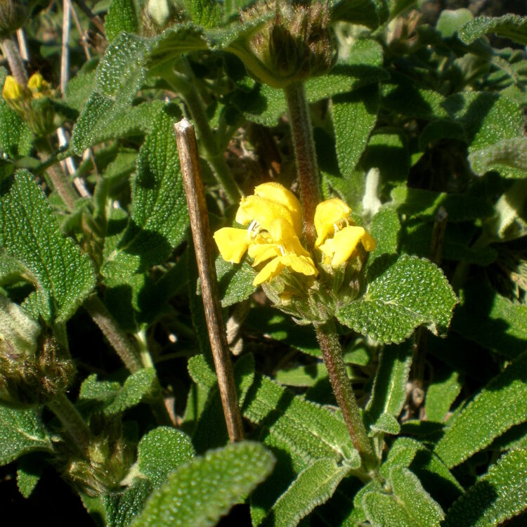 Phlomis visqueux / Sauge de jérusalem à feuilles vertes