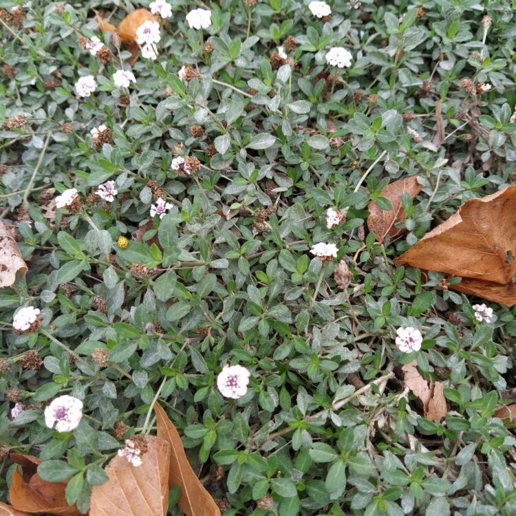 Phyla