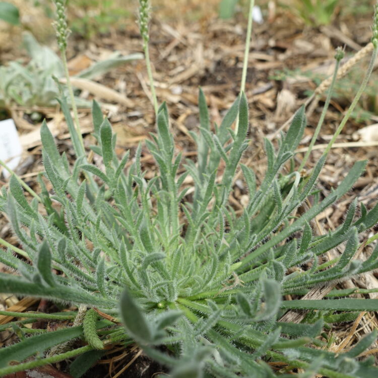 Plantain corne-de-cerf