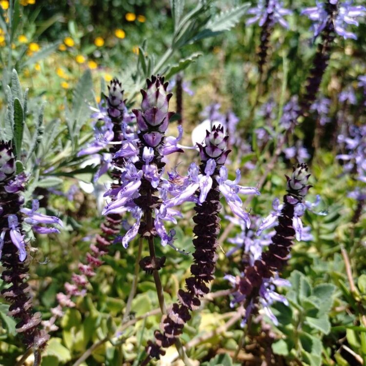Plectranthus à odeur de cannabis