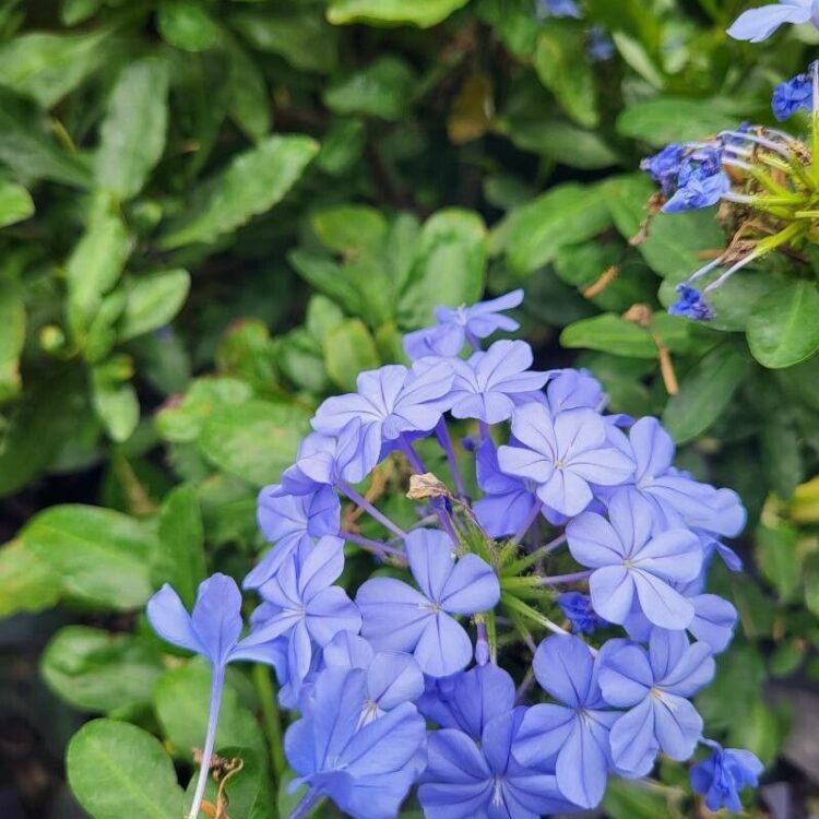 Plumbago/ Dentelaire du Cap