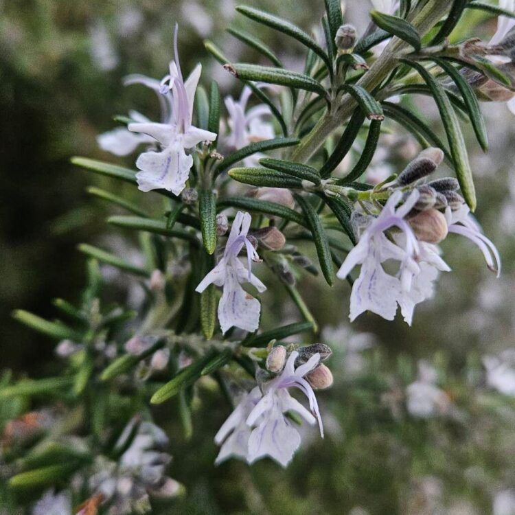 Romarin officinale