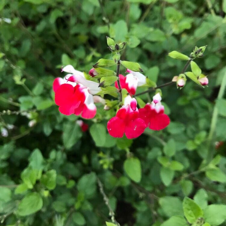 Sauge arbustive 'Royal Bumble'
