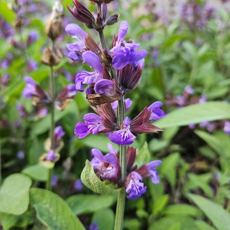 Sauge officinale