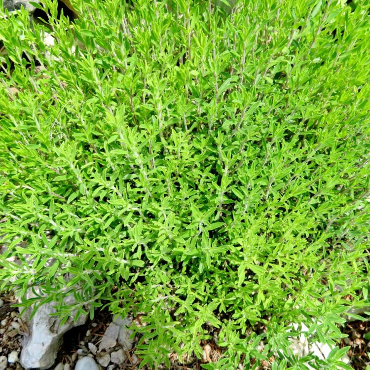 Sariette grecque