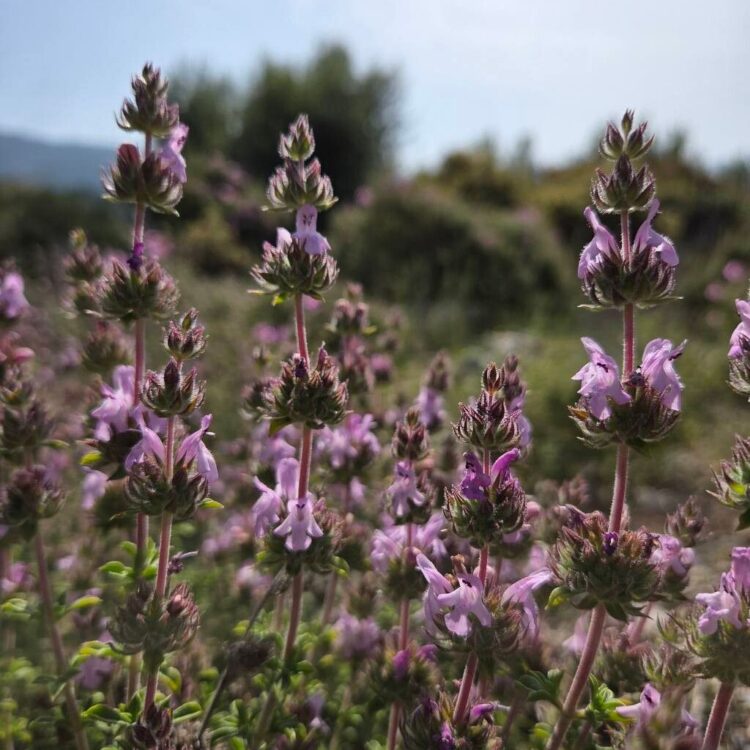 Sariette crétoise