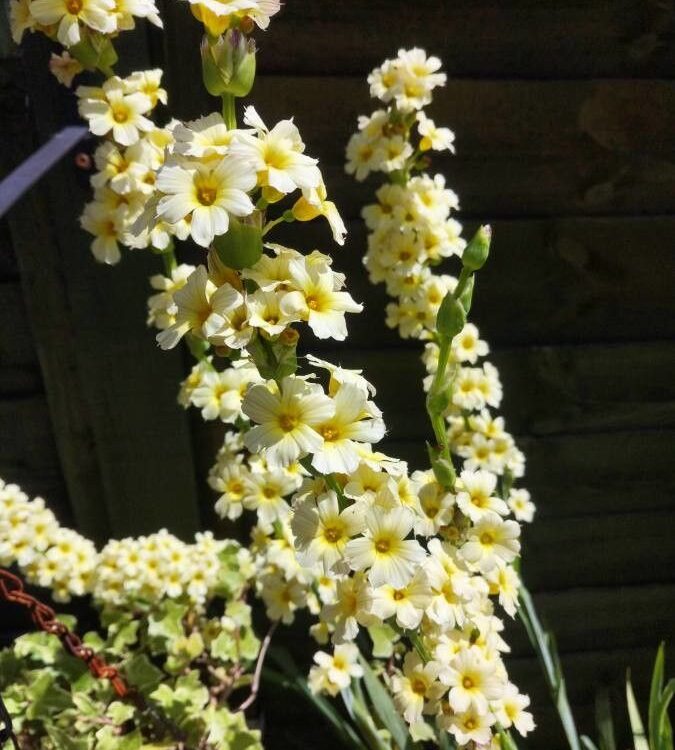 Sisyrinchium striée