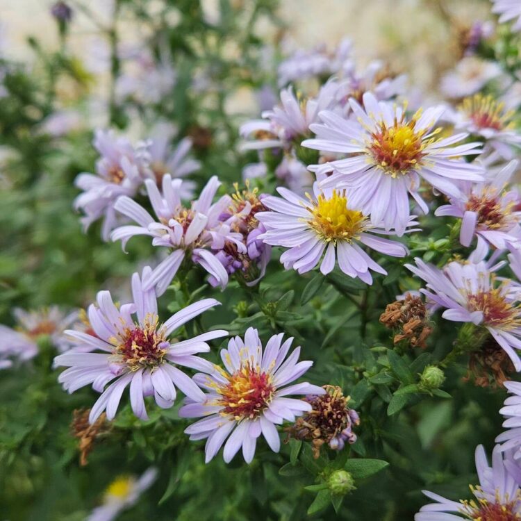 Aster des jardins