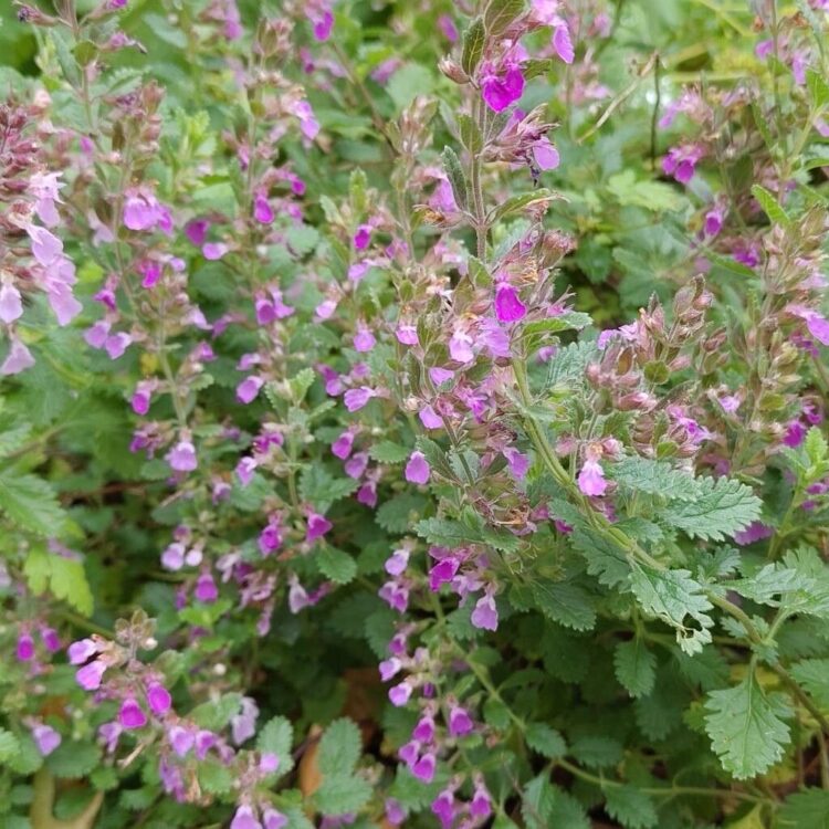 Germandrée petit chêne