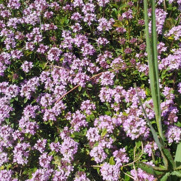 Thym luisant