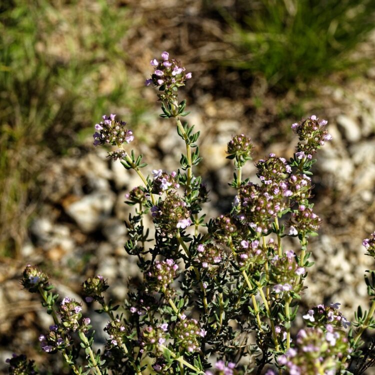 Thym officinale