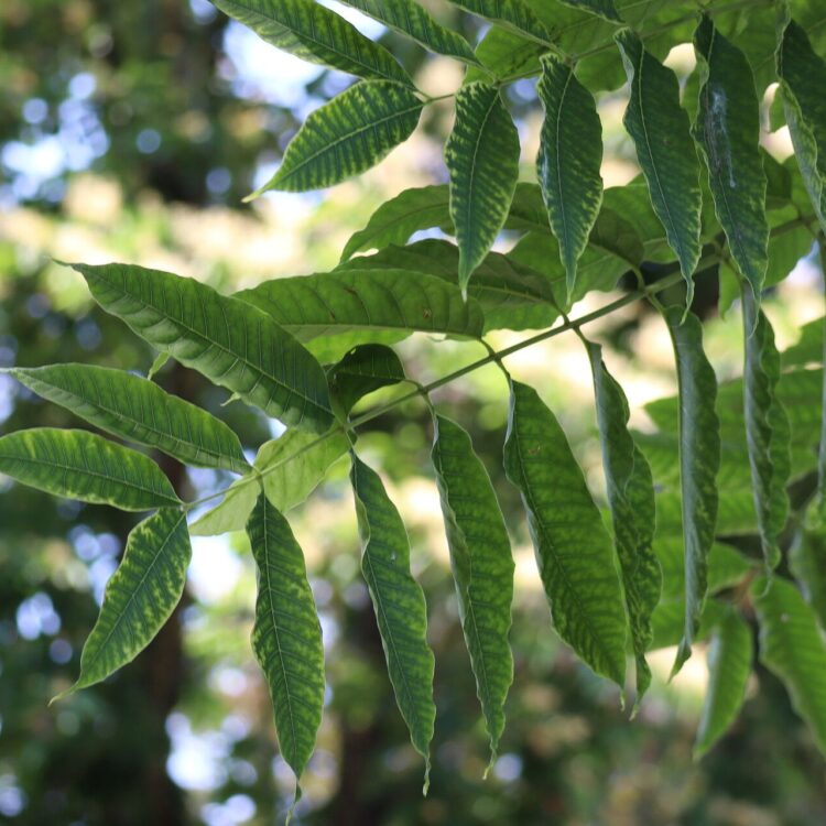 Cédrèle de Chine / Arbre à salade