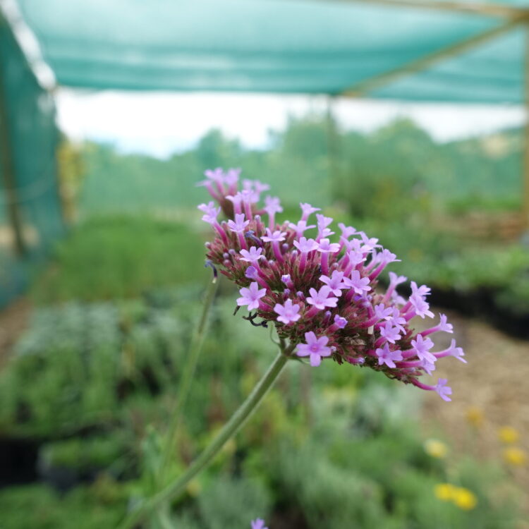 Verveine de Buenos-Aires