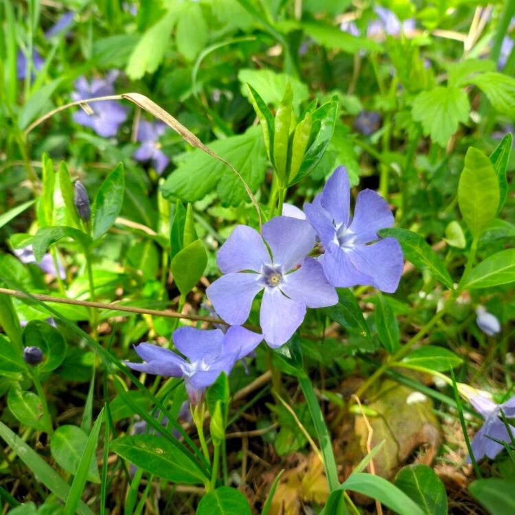 Petite pervenche