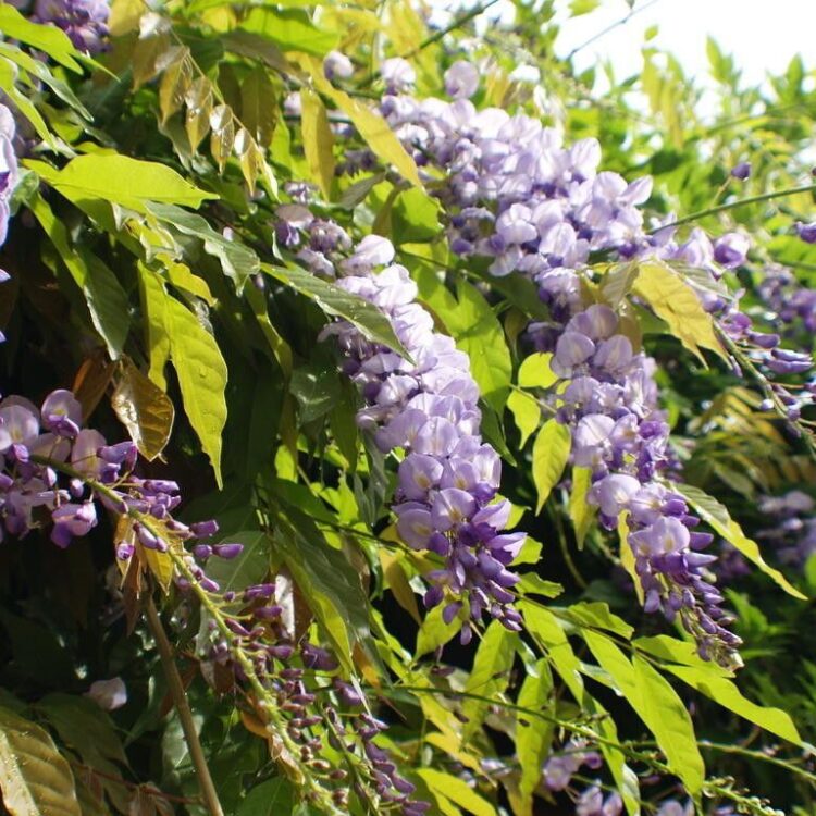 Glycine de Chine