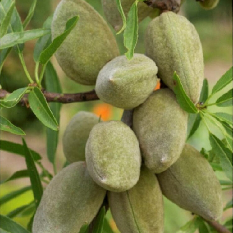 Les fruitiers à coque