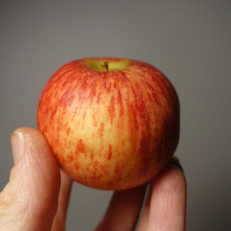 Pommier 'Belle de Mai'