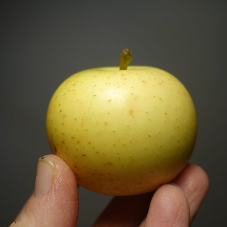 Pommier 'Chourreau'