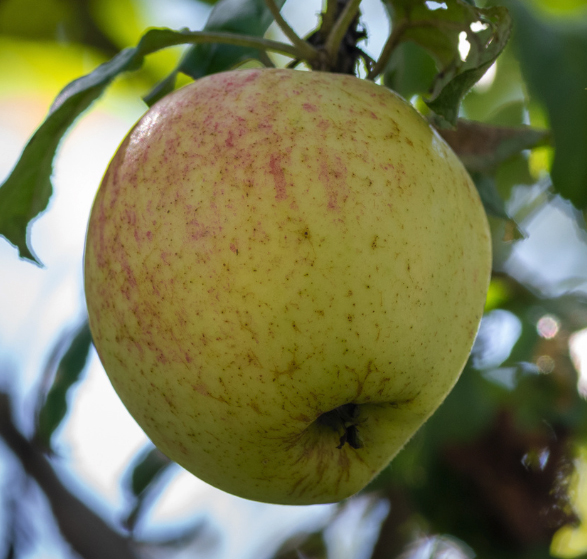Pommier 'Court pendu gris'