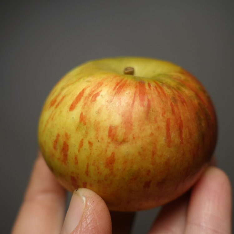 Pommier 'Court pendu'